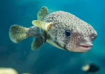 Ikan Buntal: Keunikan dan Misteri di Balik Bentuk Fisiknya