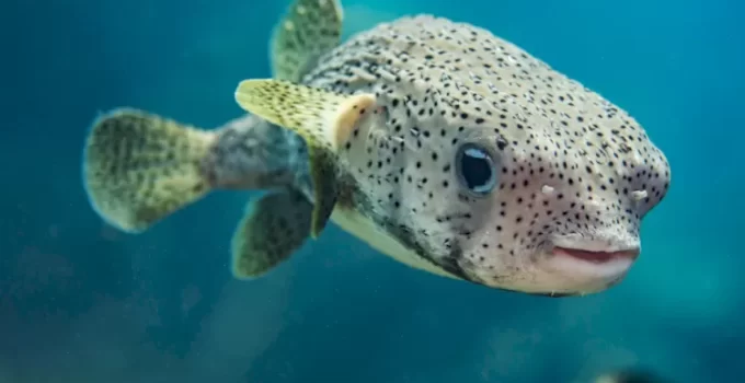 Ikan Buntal: Keunikan dan Misteri di Balik Bentuk Fisiknya