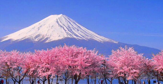Bunga Sakura: Simbol Kecantikan dan Keabadian
