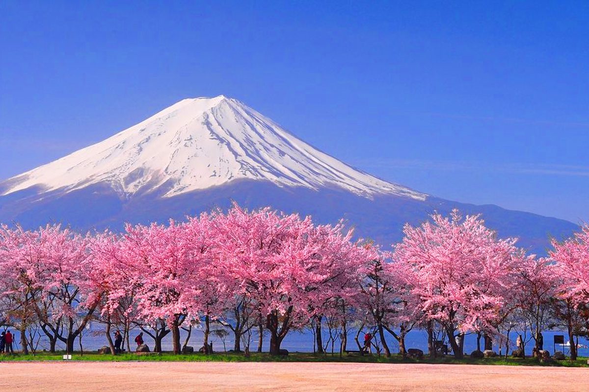 Pemandangan memukau pohon sakura yang sedang mekar penuh, dengan kelopak bunga merah muda lembut yang berjatuhan di taman tradisional Jepang