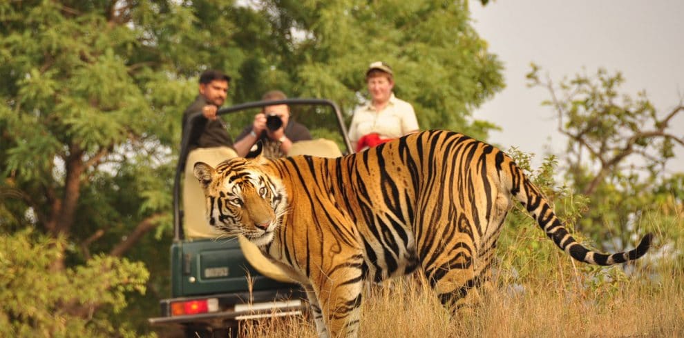 Bengal tiger spotted on a jeep safari in Bardia National Park. 