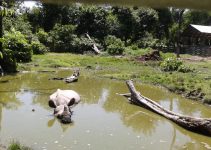 Bardia National Park: Best Wildlife and Adventure Destination