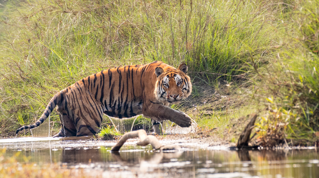 Bird-watching tour in Bardia National Park with a variety of bird species. 