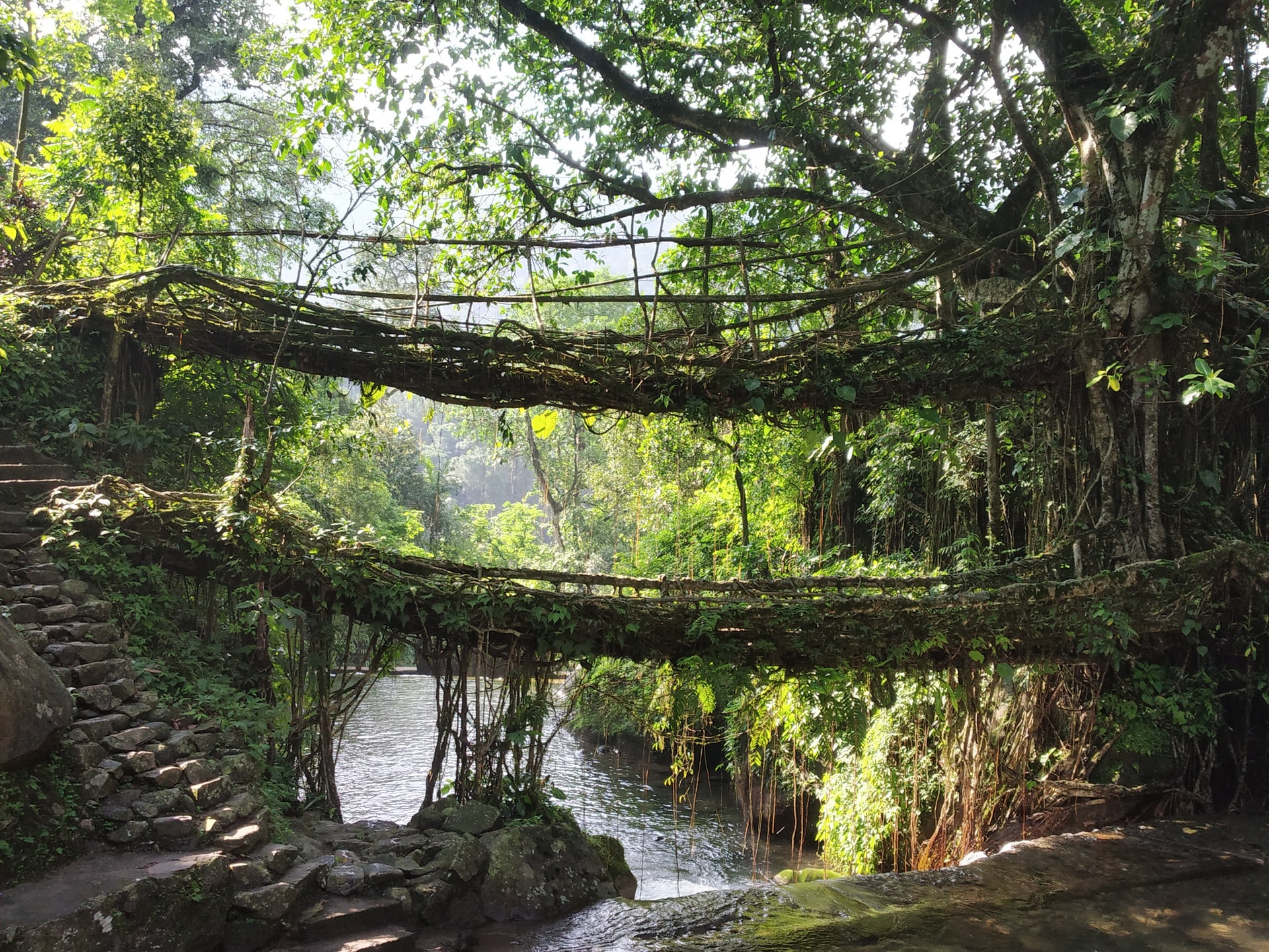 Living root bridge in Cherrapunji amidst dense forest