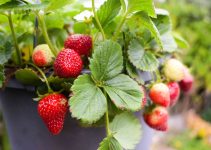 Strawberries: Supercharge Health & Boost Immune System