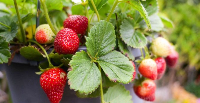 Strawberries: Supercharge Health & Boost Immune System