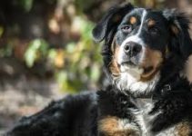 Anjing Gunung Bernese: Sahabat Setia dari Pegunungan Alpen