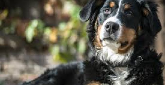 Anjing Gunung Bernese: Sahabat Setia dari Pegunungan Alpen