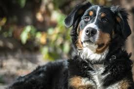 Anjing Gunung Bernese