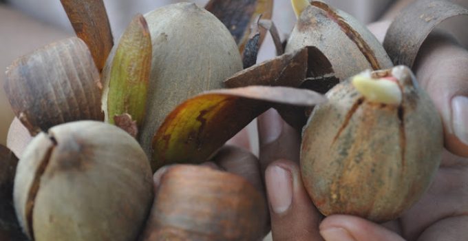 Buah Tengkawang: Kekayaan Alam Kalimantan dengan Manfaat Berlimpah