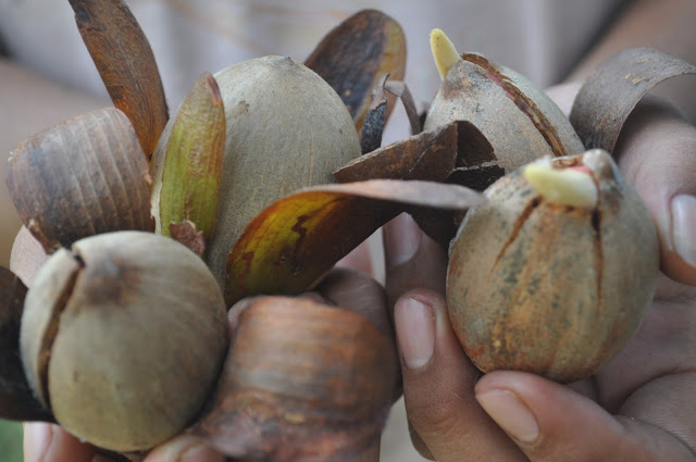 Buah Tengkawang: Kekayaan Hutan Kalimantan dengan Manfaat Ekonomi dan Ekologi yang Tinggi