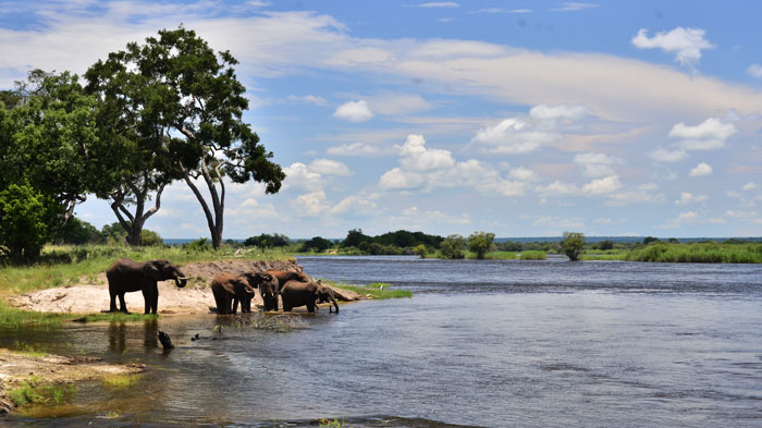 Majestic elephants drinking from the Zambezi River at sunset.