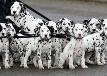 Anjing Dalmatian: Karakteristik, Sejarah, dan Perawatan