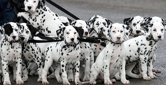 Anjing Dalmatian: Karakteristik, Sejarah, dan Perawatan