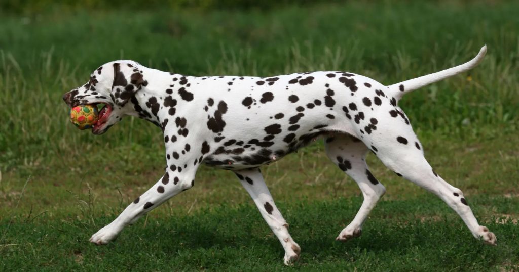 Anjing Dalmatian