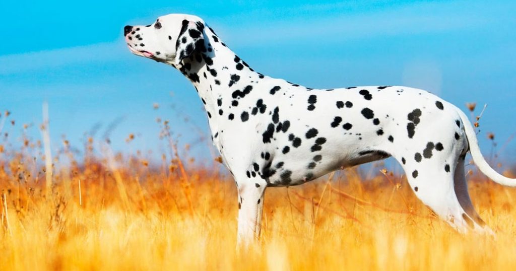 Anjing Dalmatian