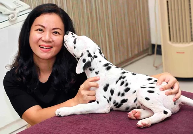 Anjing Dalmatian