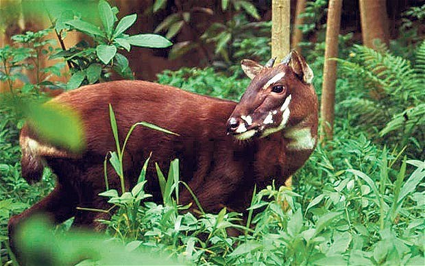 Conservationists tracking the rare Saola in the Annamite Mountains 