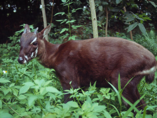 Saola grazing in the dense misty forests of Laos 