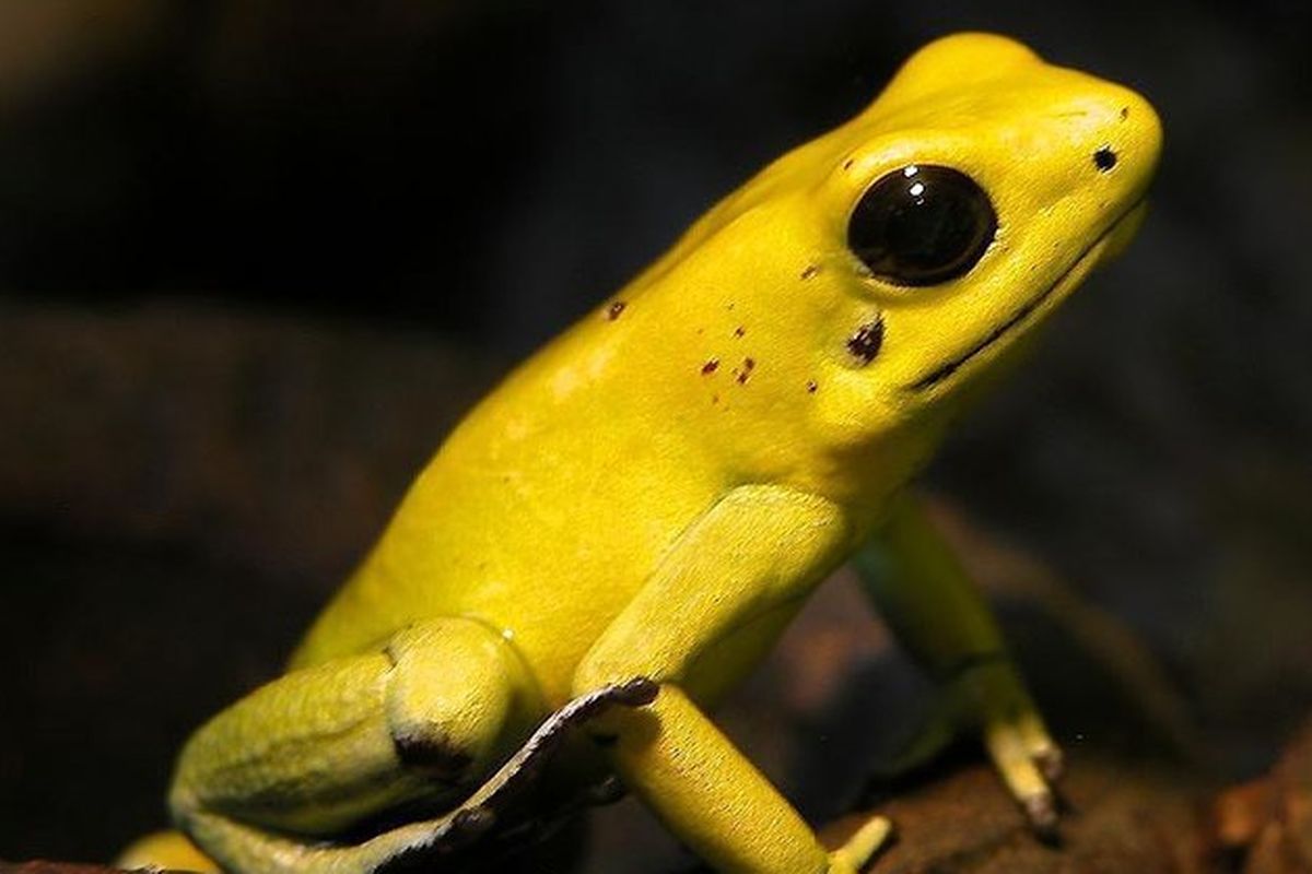 Habitat dan Distribusi Katak panah emas beracun