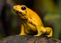 Katak Panah Emas Beracun: Dari Ancaman Alam Hingga Upaya Konservasi