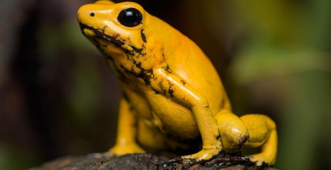 Katak Panah Emas Beracun: Dari Ancaman Alam Hingga Upaya Konservasi