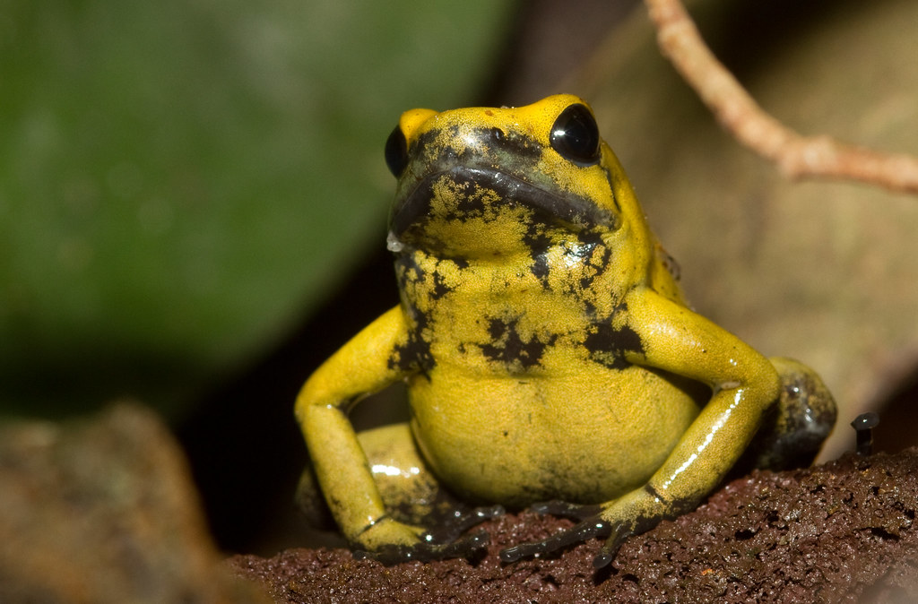 Keunikan Lain dari Katak Panah Emas Beracun