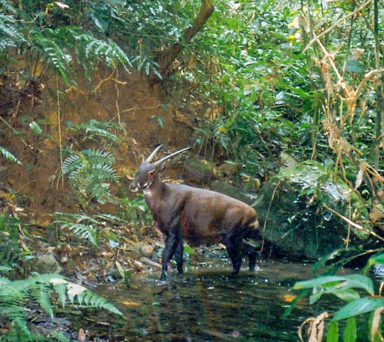 A Saola captured on a camera trap in its natural habitat 