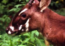 The Saola: Urgent Action to Save the Asian Unicorn