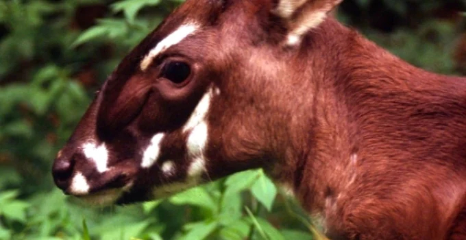 The Saola: Urgent Action to Save the Asian Unicorn