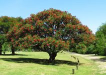 Cockspur Coral Tree: Pohon Peneduh yang Memikat dengan Bunga Merah Menyala