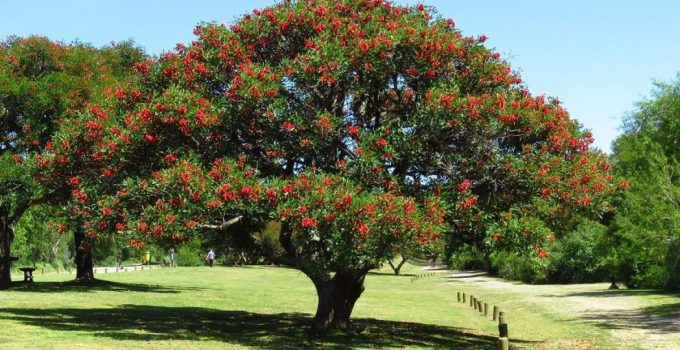 Cockspur Coral Tree: Pohon Peneduh yang Memikat dengan Bunga Merah Menyala