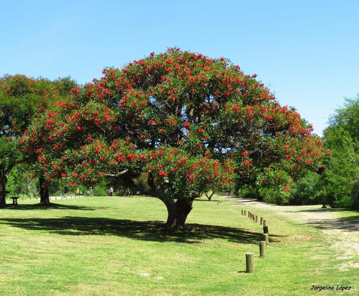 Cockspur coral tree