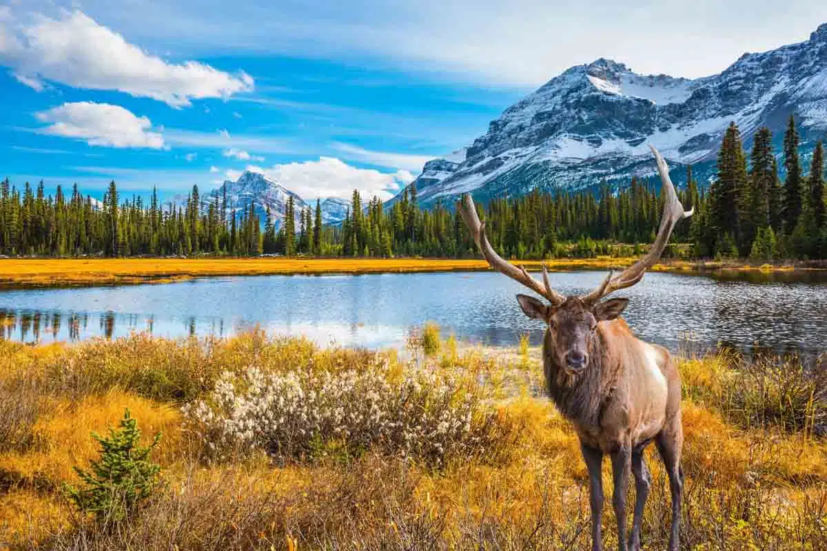 Elk grazing in a serene meadow in Jasper National Park 