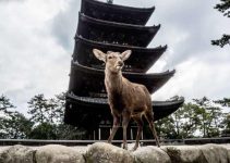 Wisata Nara: Pesona Kota Bersejarah di Jepang