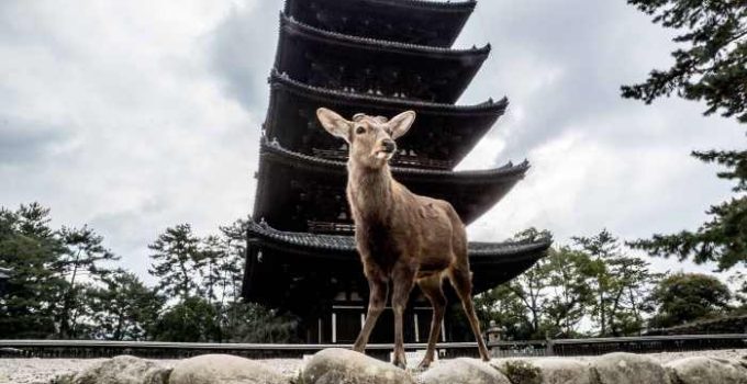 Wisata Nara: Pesona Kota Bersejarah di Jepang