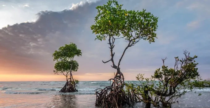 Hutan Mangrove: Keajaiban Alam yang Menjaga Ekosistem