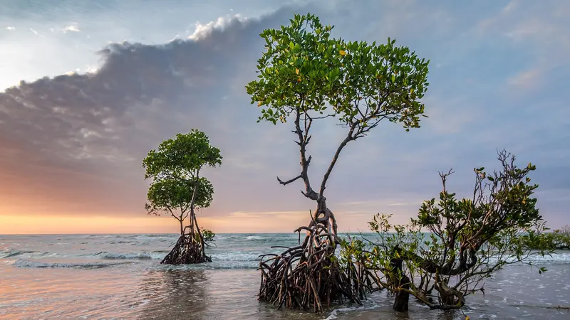 Keindahan Hutan Mangrove: Ekosistem Pesisir yang Menjaga Keseimbangan Alam