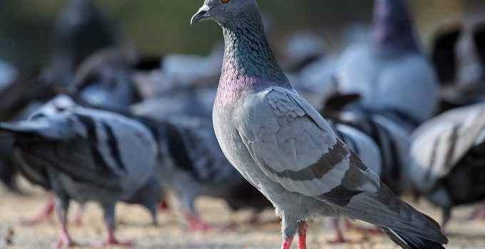 Columba Livia dan Peranannya dalam Budaya Manusia: Simbol dan Komunikasi