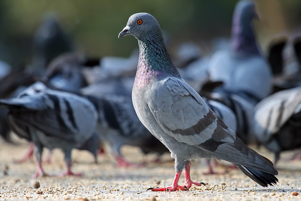 Columba Livia