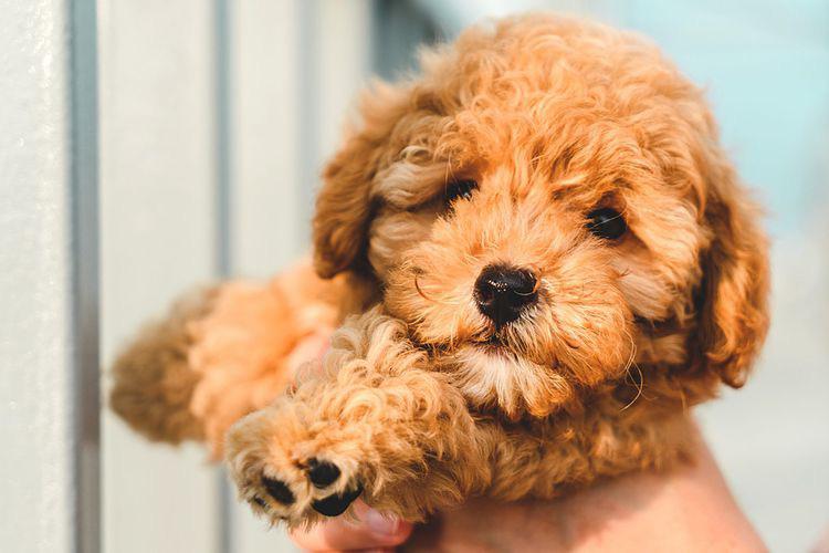 A playful Poodle Toy Dog with curly fur, eagerly exploring a sunny garden