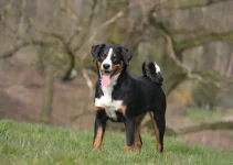 Appenzeller Sennenhund: Anjing Penggembala Swiss yang Bikin Hidup Lebih Seru