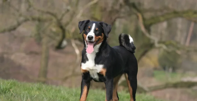 Appenzeller Sennenhund: Anjing Penggembala Swiss yang Bikin Hidup Lebih Seru