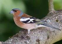 Eurasian Chaffinch: Burung Kecil Eropa yang Warnanya Bikin Jatuh Cinta