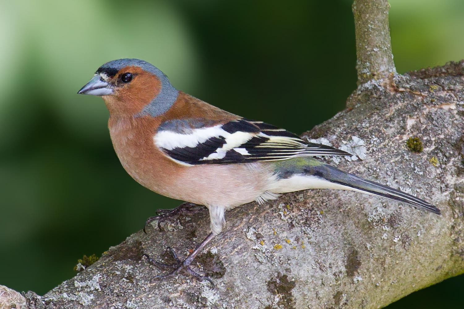 Eurasian Chaffinch