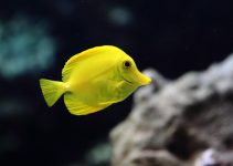 Yellow Tang: Ikan Tropis Kuning Cerah yang Bikin Aquarium Lebih Hidup