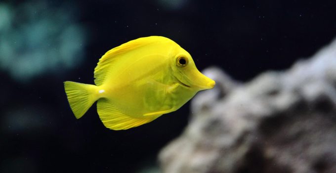Yellow Tang: Ikan Tropis Kuning Cerah yang Bikin Aquarium Lebih Hidup