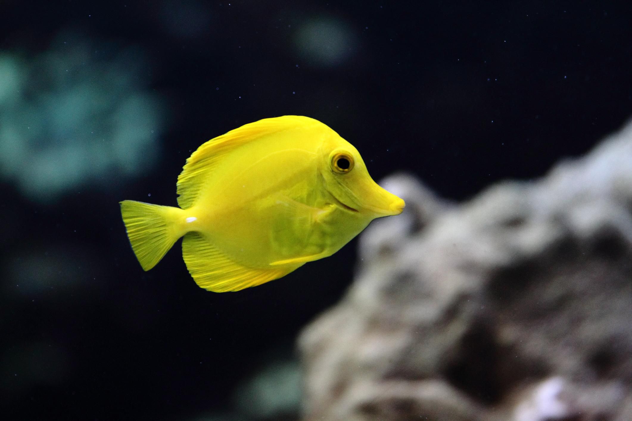Yellow Tang