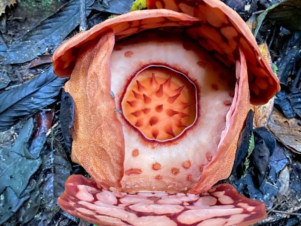 Rafflesia hasseltii