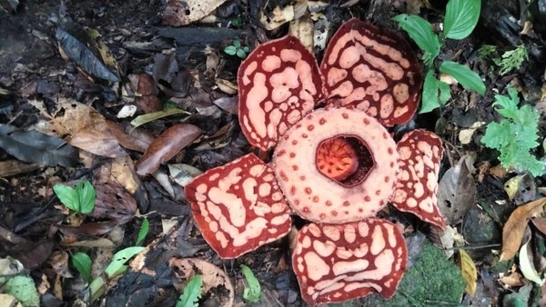 Rafflesia hasseltii